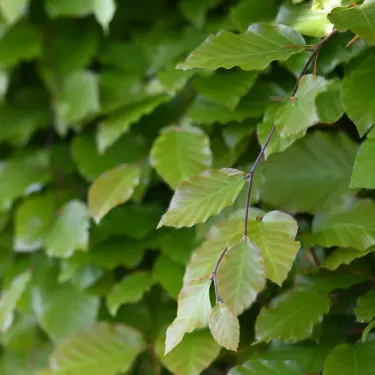 Plantning og pasning af bøgehæk 